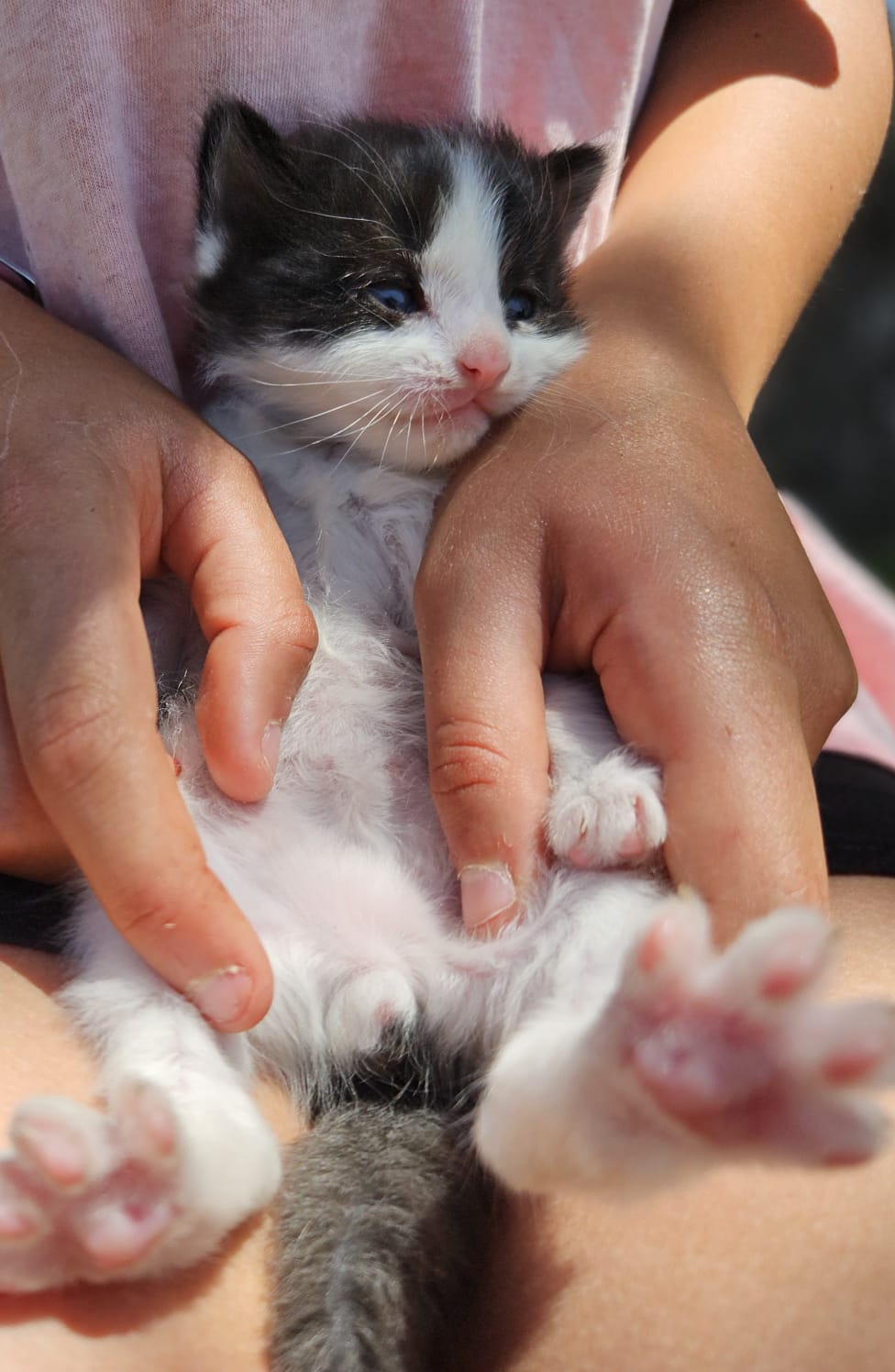 Gato Guffy